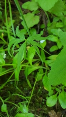 Ranunculus uncinatus