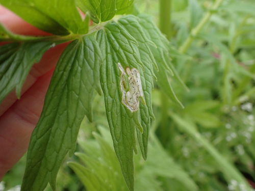 Liriomyza valerianae