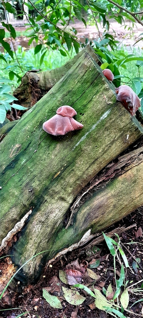 Auricularia fuscosuccinea · September 2023 · photo: © rafaperazzolo (iNaturalist, cc-by)