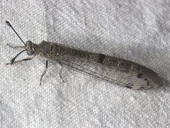 Bandidus canifrons