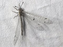 Bandidus canifrons