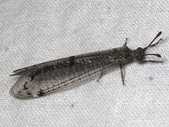 Bandidus canifrons