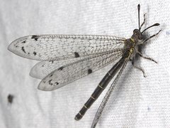 Bandidus canifrons