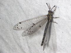 Bandidus canifrons
