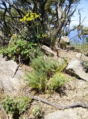 Elaeoselinum asclepium