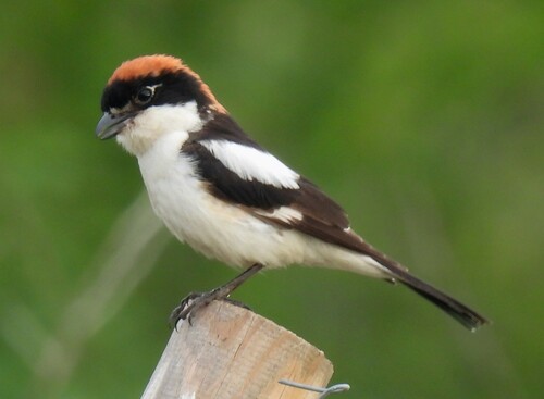 Woodchat Shrike