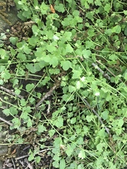 Veronica hederifolia