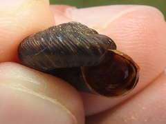 Anguispira strongylodes