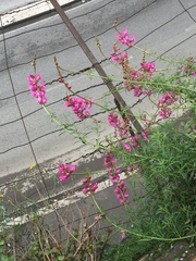 Antirrhinum tortuosum