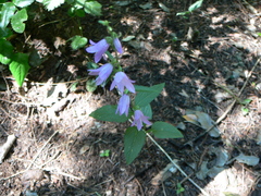 Campanula rapunculoides