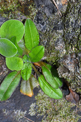 Plantago raoulii