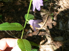 Campanula rapunculoides