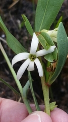 Deeringothamnus pulchellus