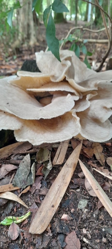 Favolus tessellatus · October 2023 · photo: © rafaperazzolo (iNaturalist, cc-by)