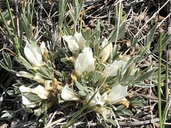 Astragalus gilviflorus