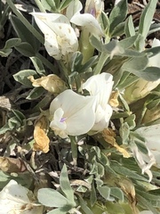 Astragalus gilviflorus