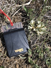 Astragalus gilviflorus