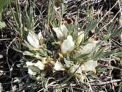 Astragalus gilviflorus