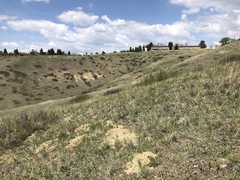 Astragalus gilviflorus