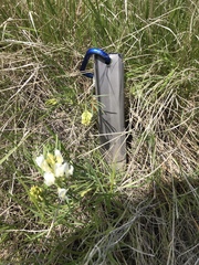 Astragalus pectinatus