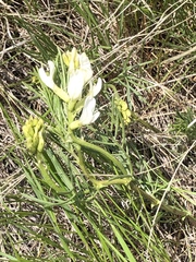 Astragalus pectinatus