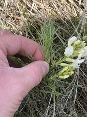 Astragalus pectinatus