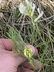 Astragalus pectinatus