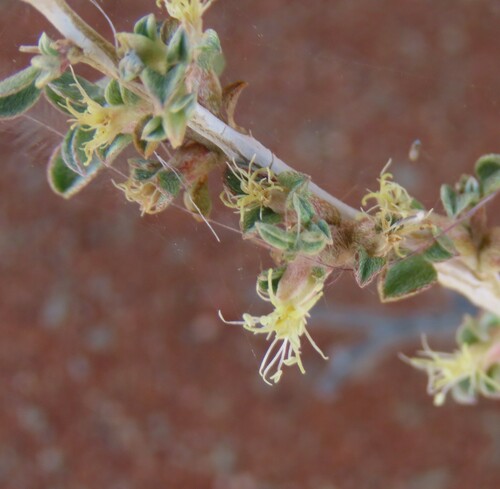 Aizoon schellenbergii (Aizoon schellenbergii)