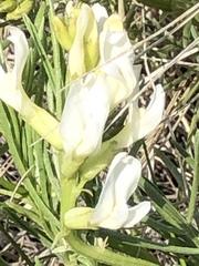 Astragalus pectinatus