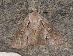 Acronicta radcliffei
