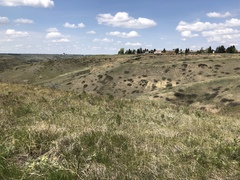 Astragalus pectinatus