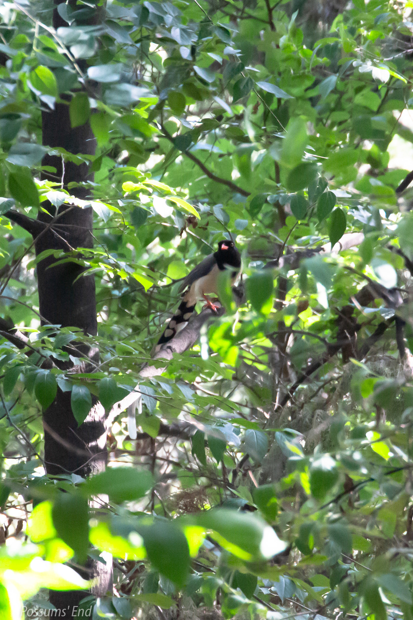 Red-billed Blue Magpie