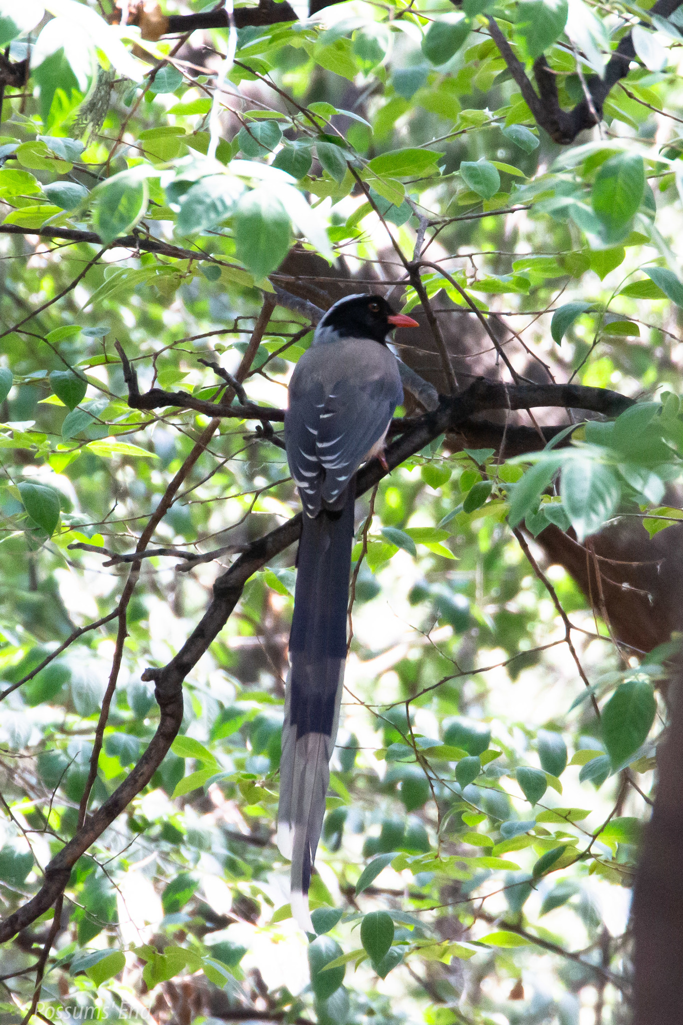 Red-billed Blue Magpie