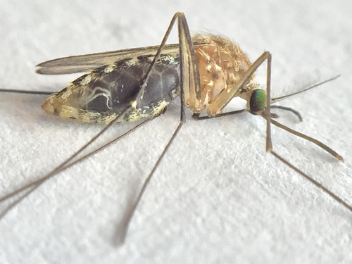 יתוש כולכית (Culex Mosquito)