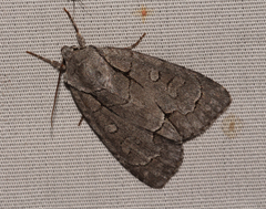 Acronicta radcliffei