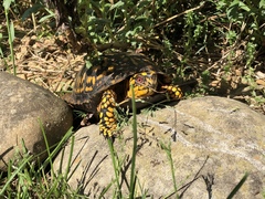 Terrapene carolina carolina