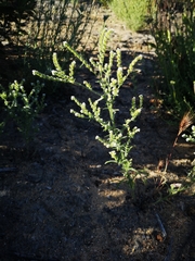 Cryptantha muricata jonesii