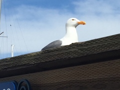 Larus