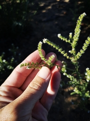 Cryptantha muricata jonesii