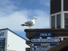 Larus