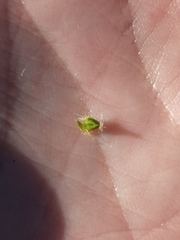 Cryptantha muricata jonesii