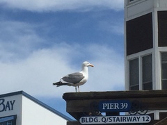 Larus