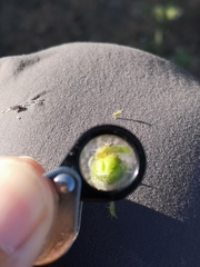 Cryptantha muricata jonesii