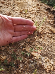 Nemacladus sigmoideus