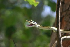 Leptophis mexicanus