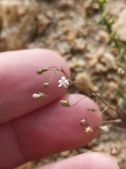 Nemacladus sigmoideus