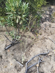 Caulanthus amplexicaulis