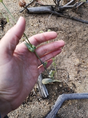 Caulanthus amplexicaulis