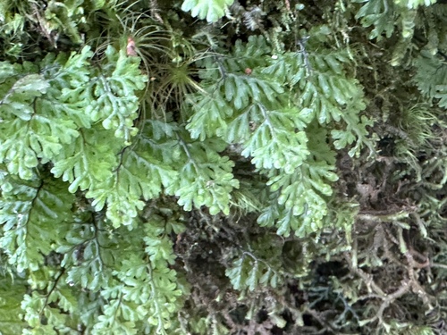 Hymenophyllum oligosorum iNat (1)