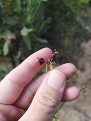 Caulanthus amplexicaulis
